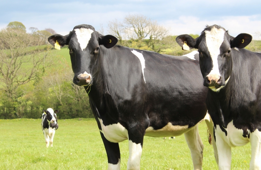Holstein cattle.