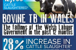 Bovine TB in Wales